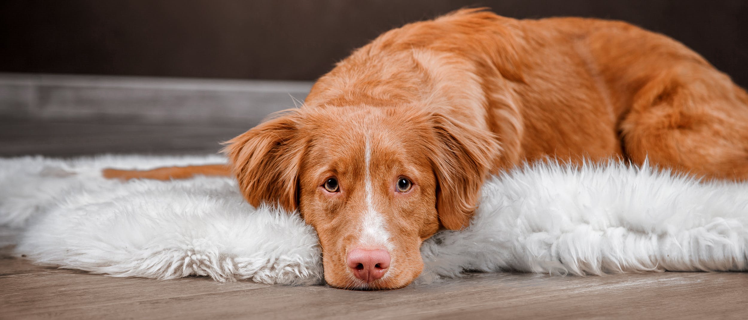 Yang Perlu Anda Ketahui Tentang Kesehatan Pencernaan Anjing Anda