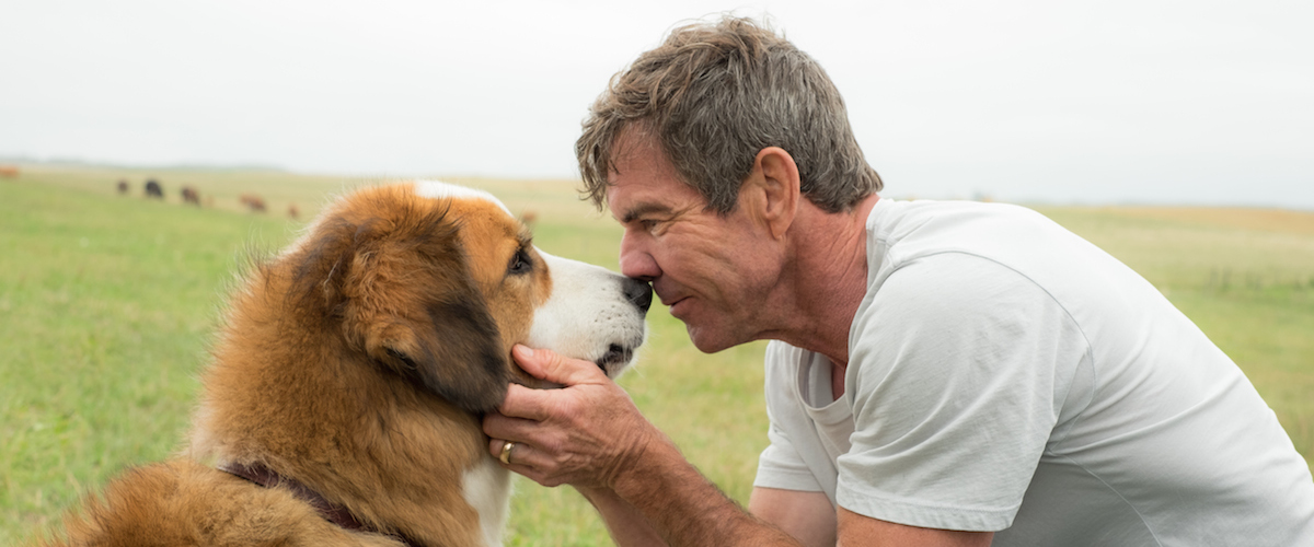 Review Film A Dog's Purpose (2017)